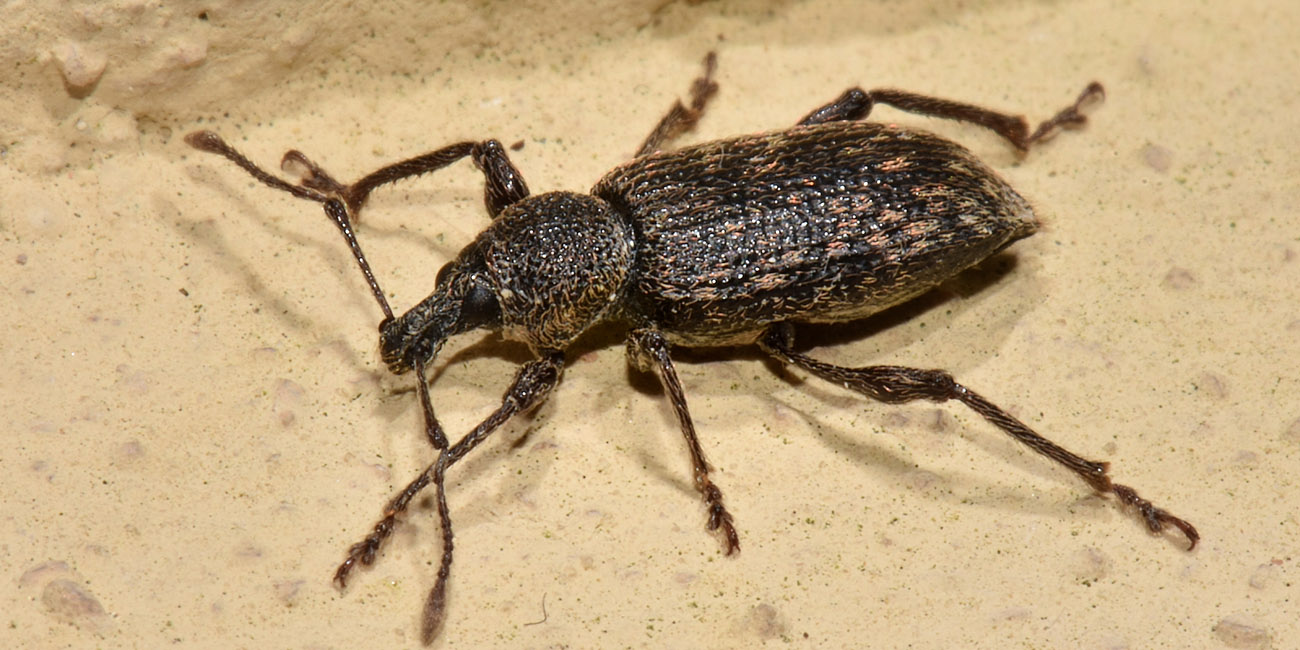 Curculionidae: Otiorhynchus perdix?